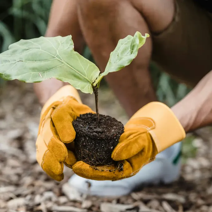 Wzrost rośliny w doniczce i opieka na nad jej rozwojem